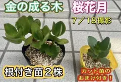 金の成る木　桜花月　根付き苗2株 カット苗1株のおまけ付き！のサムネイル