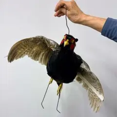 白冠鳥 インテリア 剥製 - メルカリ