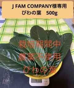 J FAM COMPANY様専用 びわの葉　500gのサムネイル