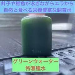 メダカシーズン到来❗️グリーンウォーター特濃種水30ml 培養説明書付のサムネイル