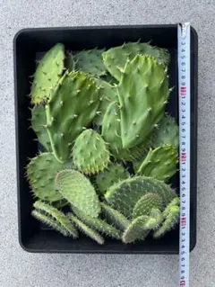 ウチワサボテン 1枚 カット苗 - メルカリ