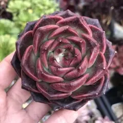 gakky様 リクエスト 4点 まとめ商品