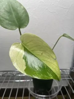 2026年最新】モンステラ ホワイト 天津蘭の人気アイテム - メルカリ