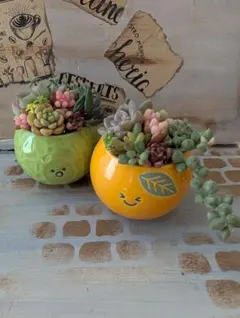 2026年最新】レッドベリー錦の人気アイテム - メルカリ