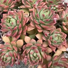 マッコス 多肉植物 カット苗 大苗 3カット