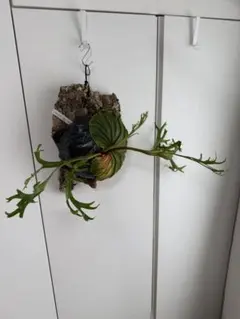 P.ridleyi wild ビカクシダ リドレイのサムネイル