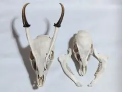 キョン(Muntiacus reevesi)　頭骨　オスメスセット