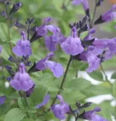 カズ様 リクエスト 2点 まとめ商品