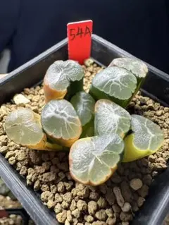 22a 多肉植物 ハオルチア　徳田マンモス玉扇錦　自家繁殖　鉢植え発送 22a 多肉植物 ハオルチア 徳田マンモス玉扇錦 自家繁殖 鉢植え発送