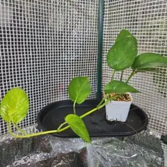 すのぅ様 リクエスト 2点 まとめ商品