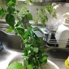 ラズベリー 4本 さくら様専用