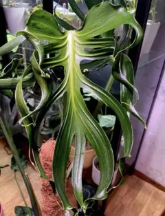 P*n様 RR8モンステラ デリシオーサ ウニアエMonstera Unniia - メルカリ