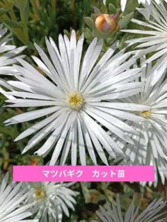 2026年最新】マツバギク 白の人気アイテム - メルカリ