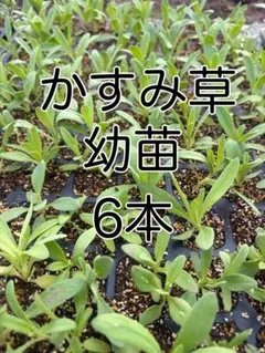宿根　かすみ草　カスミソウ　白　ホワイト　八重咲き　小苗2苗R　ガーデニング 宿根 かすみ草 カスミソウ 白 ホワイト 八重咲き 小苗2苗N