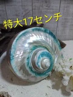 徳之島産 夜光貝13個セット - メルカリ