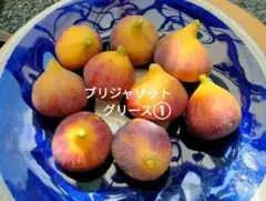 2026年最新】ブリジャソットグリースの人気アイテム - メルカリ