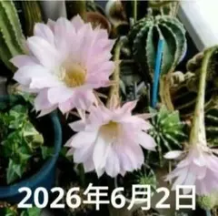 花サボテン カット苗（胴切り）夜から咲き始めますのサムネイル