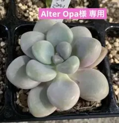 Alter Opa様 リクエスト 3点 まとめ商品