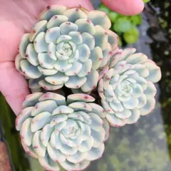 ⭐️人気品種⭐️チュチュオプティマ 四季咲きミニバラ2年生苗 - メルカリ