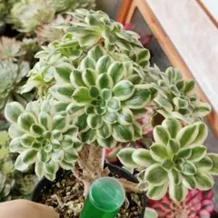 2026年最新】アエオニウム の人気アイテム - メルカリ