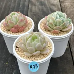 SALE❗️935多肉植物　カット苗　寄せ植え　人気3種セット❣️