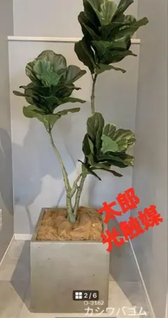 光触媒　人工観葉植物　ウォールグリーン　フェイクグリーン　スパティフィラム 80 光触媒 人工観葉植物 ウォールグリーン フェイクグリーン 壁掛け