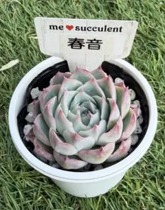 多肉植物 エケベリア miyaさん苗 命名種 Haku 良株 - メルカリ