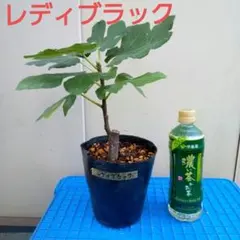 2025年最新】レディブラック イチジクの人気アイテム - メルカリ