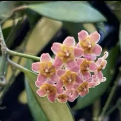 Jacky様 リクエスト 2点 まとめ商品