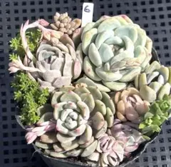 多肉植物　寄せ植えセット⑥