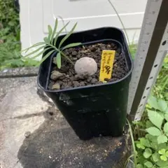 2025年最新】サイカス カイルンシアナの人気アイテム - メルカリ