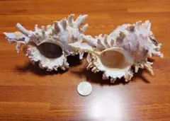 貝殻 2個セット （テングガイ）のサムネイル