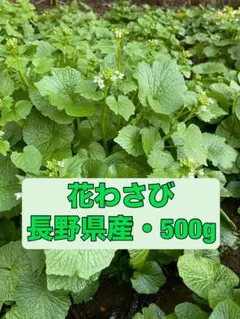 花わさび　500g 長野県産 検）ワサビ　沢わさび 葉わさび 山菜のサムネイル