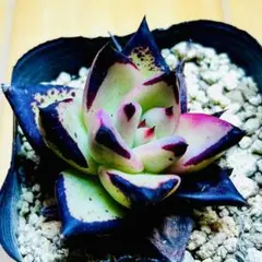 黒壇エボニー3苗セット アガボイデス エケベリア 韓国苗 多肉植物