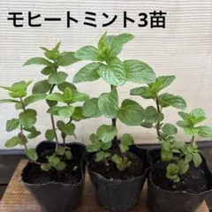 MS276 モンステラ・タイ・フルミント 希少株 5株セット - メルカリ
