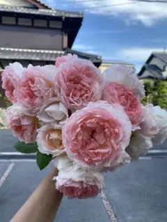 カーネーション パステルダマスカス 28センチ10本❲切り花生花バラ❳M2