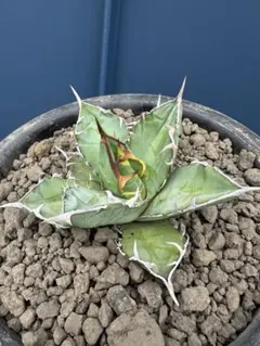 M226 塊根植物 希少種 ユーフォルビア カリサナ 実生苗 - メルカリ