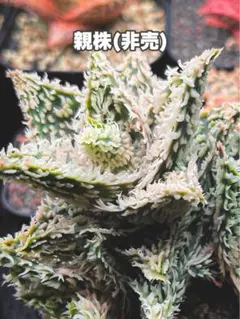 ハオルチア 闇の森 葉挿し発根済み - メルカリ