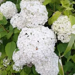 アナベル 苗 アジサイ 白い花 箱いっぱい^_^のサムネイル