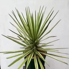 ① ユッカ アロイフォリア センジュラン 斑入り - メルカリ