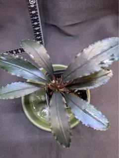 常*悟様 （２）Bucephalandra motleyana / Padawa 常*悟様 （2）Bucephalandra motleyana / Padawa - メルカリ