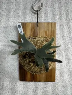 K*J様 ビカクシダ　バクテリア　子株 Yahoo!オークション - B3 ビカクシダ バクテリア 胞子培養苗 P