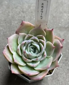 トマト様 リクエスト 2点 まとめ商品