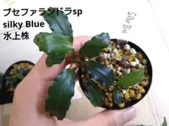 陰性水草の王様的存在【ブセファランドラ】AZ便 AW No.1 1株 - メルカリ