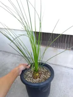 2025年最新】ダシリリオン ロンギシマムの人気アイテム - メルカリ