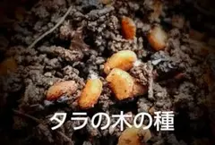2026年最新】タラの木の人気アイテム - メルカリ
