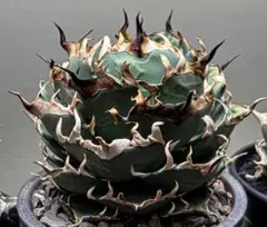 2025年最新】アガベ ハデス 陽炎の人気アイテム - メルカリ