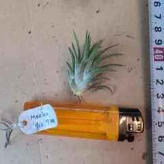 Tillandsia イオナンタ Mexico No.3928 - メルカリ