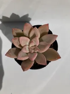 Ry様 リクエスト 4点 まとめ商品