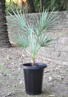 2月入荷 400粒+ セリフェラ チャメロップス フミリス 種子 種 証明書29 2月入荷 400粒+ セリフェラ チャメロップス フミリス 種子 種